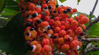 guarana fruit