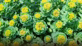 rhodiola rosea