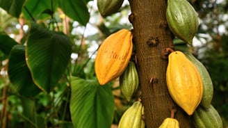 a tree with of cacao on it