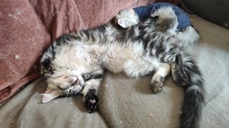 maine coon black silver