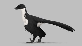Archaeopteryx 12