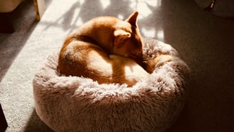 small dog curled up in round bed sleeping calmly
