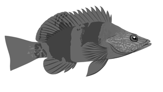 Serranus papilionaceus Valenciennes, 1832