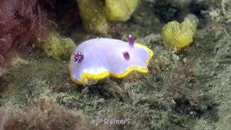 Nudibranche Doris rose au Cap Ferret