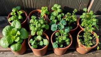 O que plantar no inverno? Conheça espécies resistentes e aproveite seu jardim mesmo no frio.