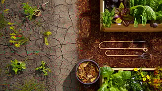 Solo fraco, jardim forte: como recuperar terrenos pobres e fazer suas plantas florescerem. Dicas prá