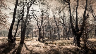 Fine art photography courses teach landscape composition in a serene, artistic woodland scene.
