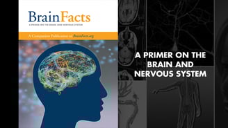 Image of Brain Facts