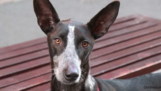 Kanári-szigeteki kopó