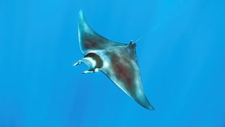 Mobula, Diable des mers