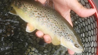 la mouche de pointe