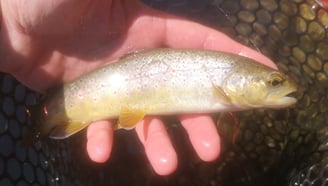pêche à la mouche artificielle