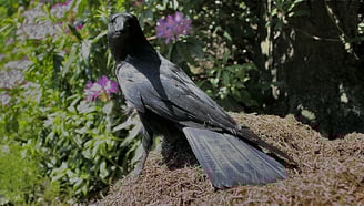 crow on ant