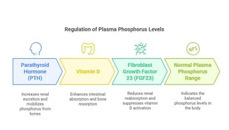 Phosphorus plasma regulation