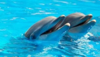 Dolphin Tours Key West