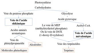 Voies de synthèse des métabolites secondaires dans les plantes