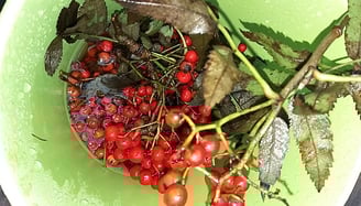 Seeds