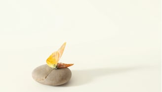a still life photograph of a butterfly lying on a rock.