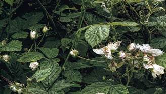 A photograph of brambles and flowers