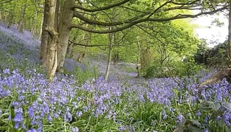 Bluebells
