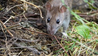 rat
