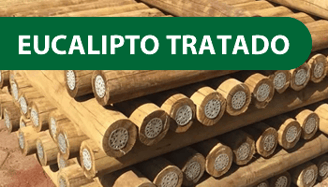Eucalipto tratado