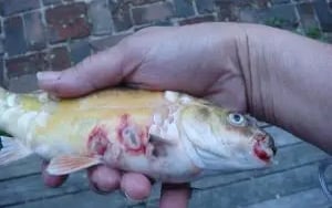 Physical Injuriries in Fish