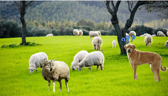 A confused sheepdog looking at a wolf dressed in sheep's clothing