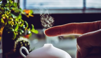 Humidifier helping to raise humidity for houseplants