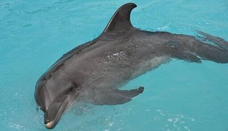 Playa del Carmen, Mexico - Dolphin photo from Florida, no phones/camera allowed at Dolphin Discovery