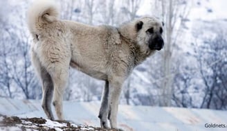 A Kangal kutya: A török őrzők csodálatos világa