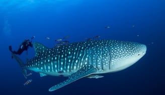 Requin Baleine