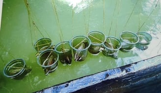 "Oyster being carefully prepared for cultured pearl production–part of nucleus-based technique"