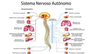 Medicamentos para o Sistema Nervoso Central