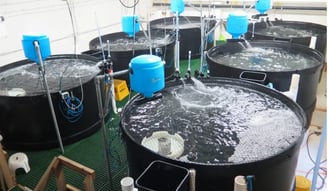 Recirculating Aquaculture Systems (RAS)