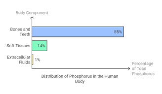phosphorus distribution in body 2