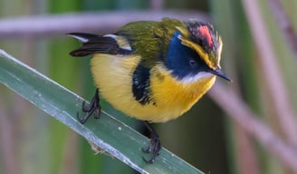Naturaleza