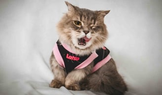 cat apparel