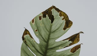 Monstera leaf with splits and brown crispy edges