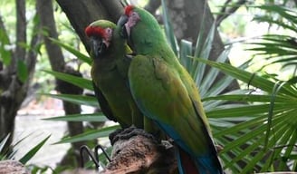 Playa del Carmen, Mexico - 2 green parrots talking to each other 