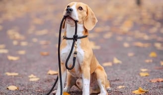K9 Bedbug Detection Service Dog in Dorval provided by Accord Extermination