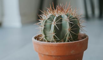 Cactus in pot