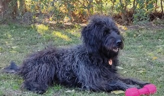 a dog laying on the grass with a frisbee in its mouth