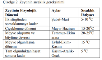 zeytin csıcaklık gereksinimi - itoga çiftliği