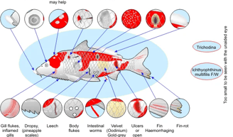 Disease and Parasites