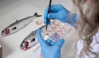 Laboratory Tests in fish
