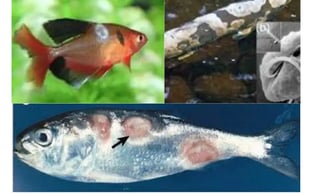 Common Fungal Pathogens in Fish