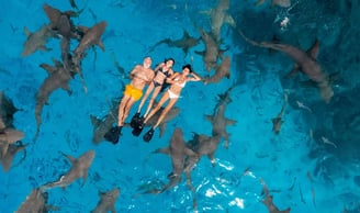 Top activities in the Maldives: Dolphin watching and snorkeling at Banana Reef