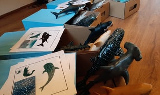 différentes figurines de requins, avec leur boite et des cartes décrivant les requins