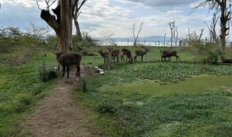 Kenya Prayer Update #2 | Zion Marsters